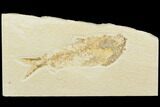 Bargain, Fossil Fish (Knightia) - Wyoming #121016-1